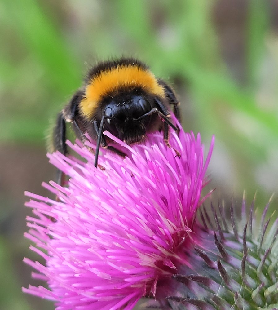 photo "На лужайке" tags: macro and close-up, 