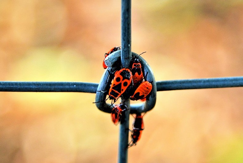 photo "***" tags: nature, macro and close-up, 