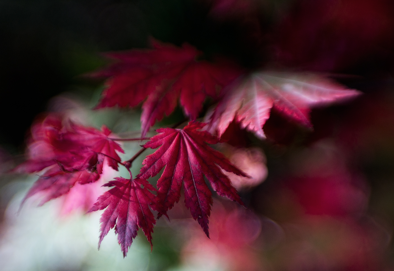 фото "Acer pseudosieboldianum" метки: , 