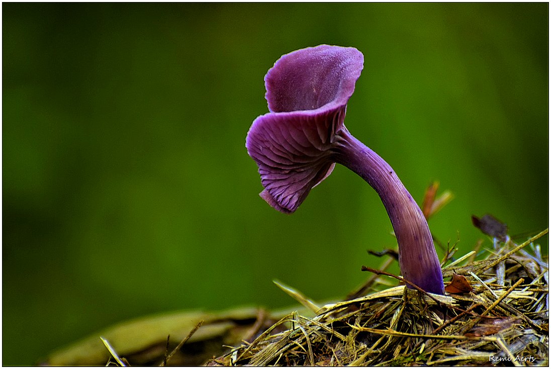 photo "***" tags: nature, macro and close-up, 