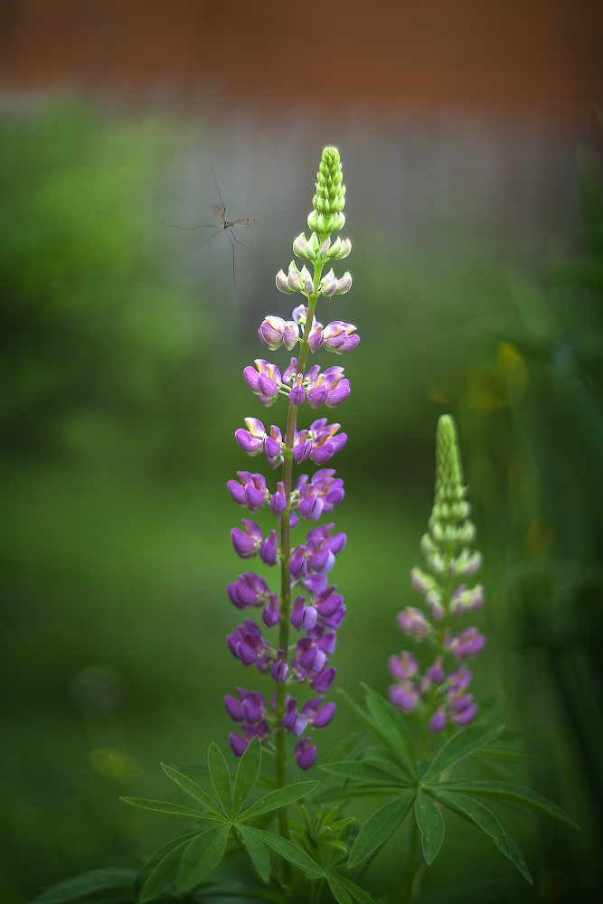 photo "***" tags: macro and close-up, 