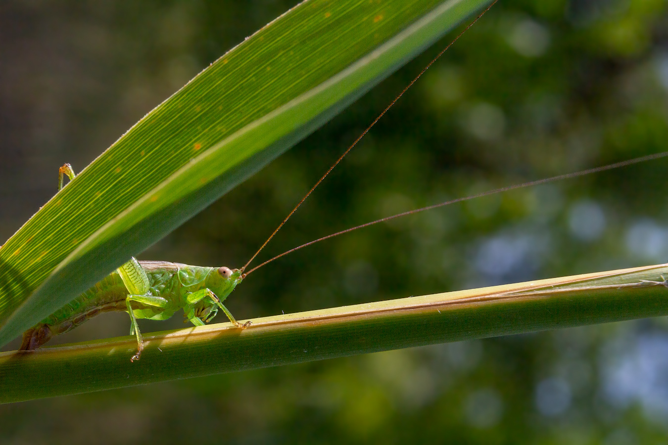 photo "***" tags: macro and close-up, 