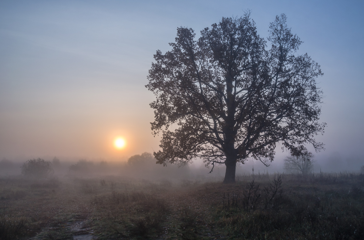 photo "***" tags: landscape, autumn, fog, morning, Восход, октябрь