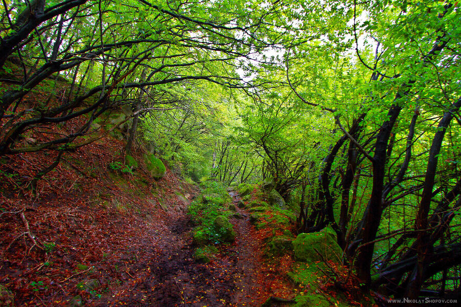 фото "***" метки: природа, пейзаж, путешествия, beautiful, canon, forest, fresh, green, leafs, moss, october, photography, red, stones, trees, trip, горы