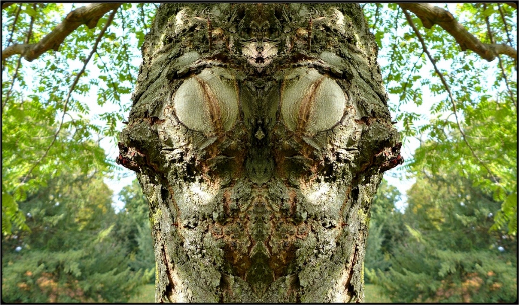 photo "der waldbock - the forest ram" tags: digital art, nature, macro and close-up, bark, closeup, mirror, tree