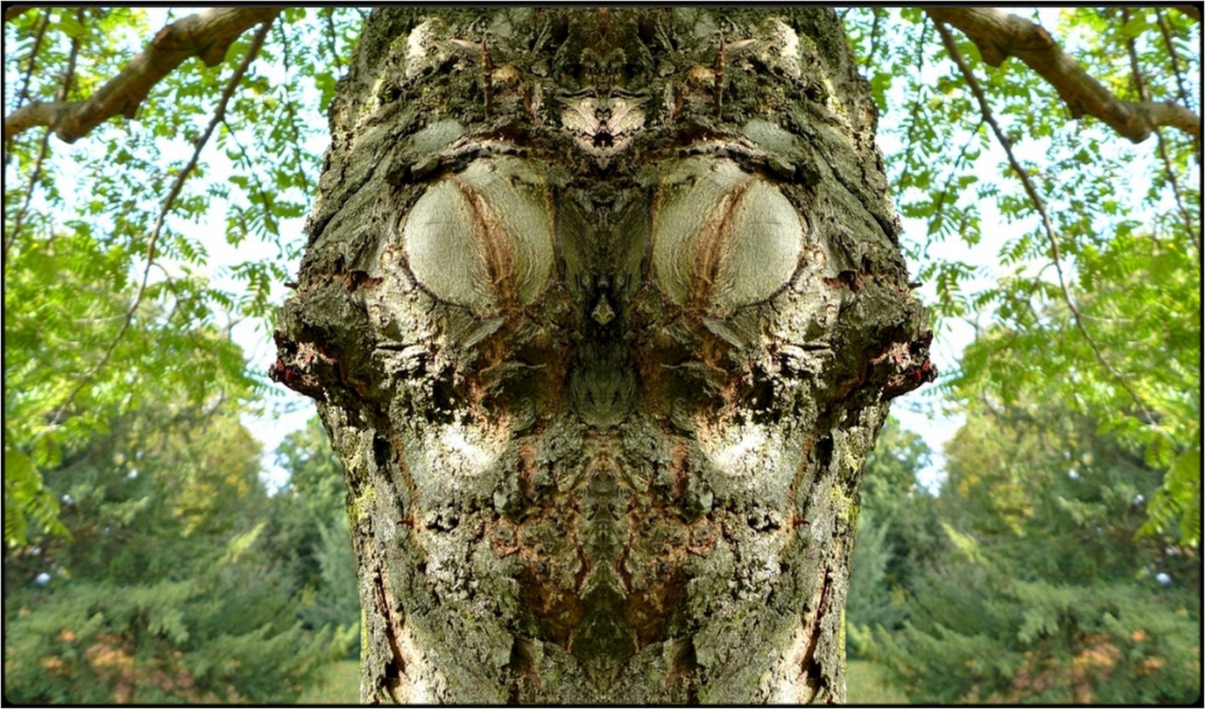 photo "der waldbock - the forest ram" tags: digital art, nature, macro and close-up, bark, closeup, mirror, tree