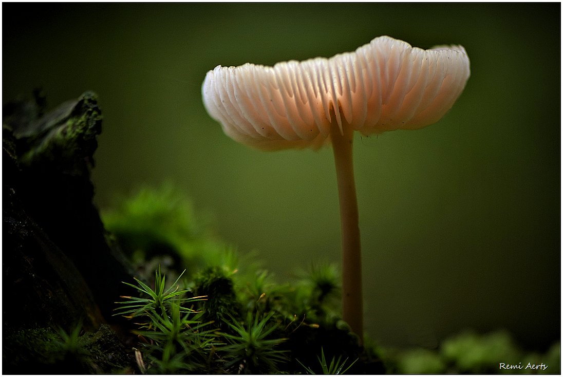 photo "***" tags: nature, macro and close-up, 