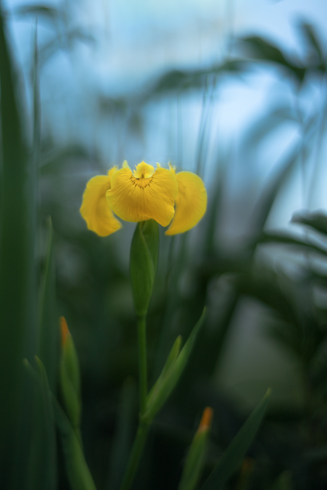 photo "***" tags: macro and close-up, 