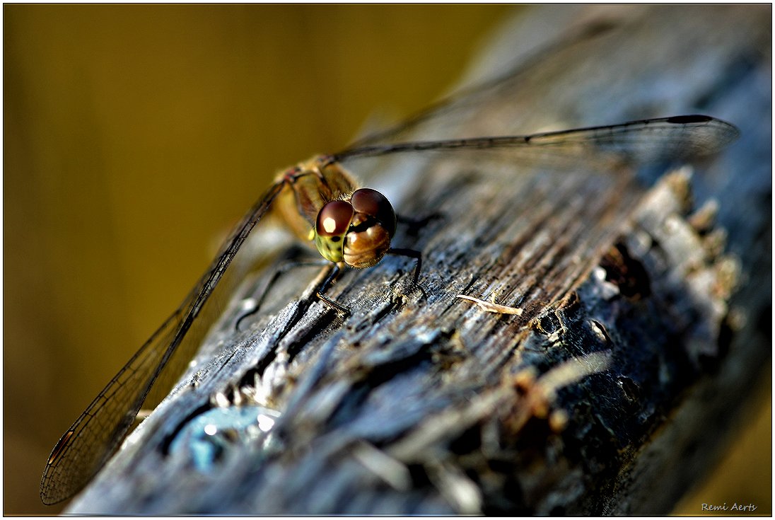 photo "***" tags: nature, macro and close-up, 