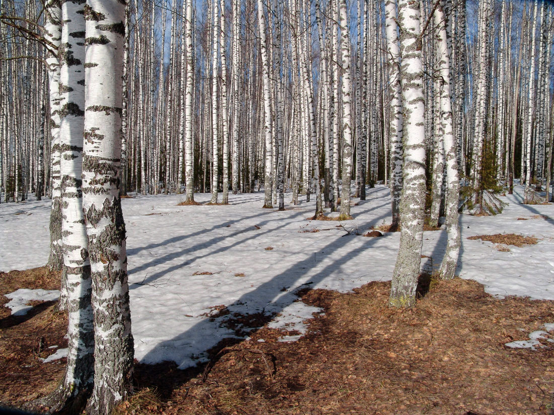 photo "***" tags: landscape, birches, forest, snow, spring, sun