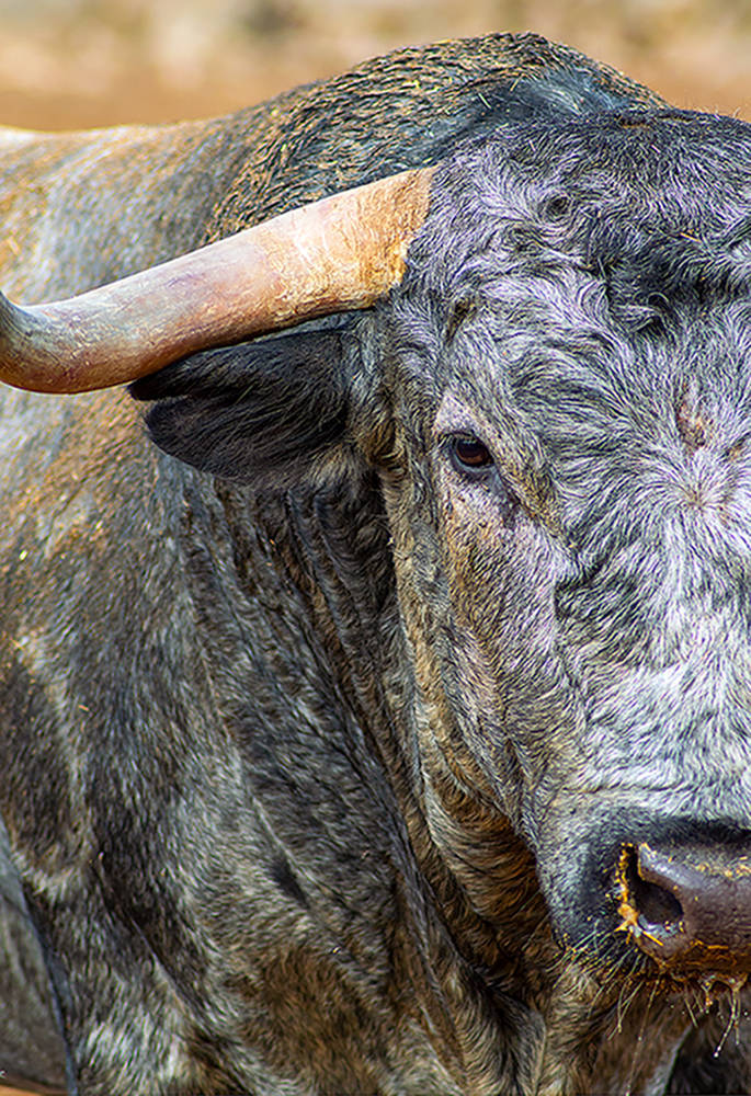 photo "Spanish fighting bull" tags: nature, 