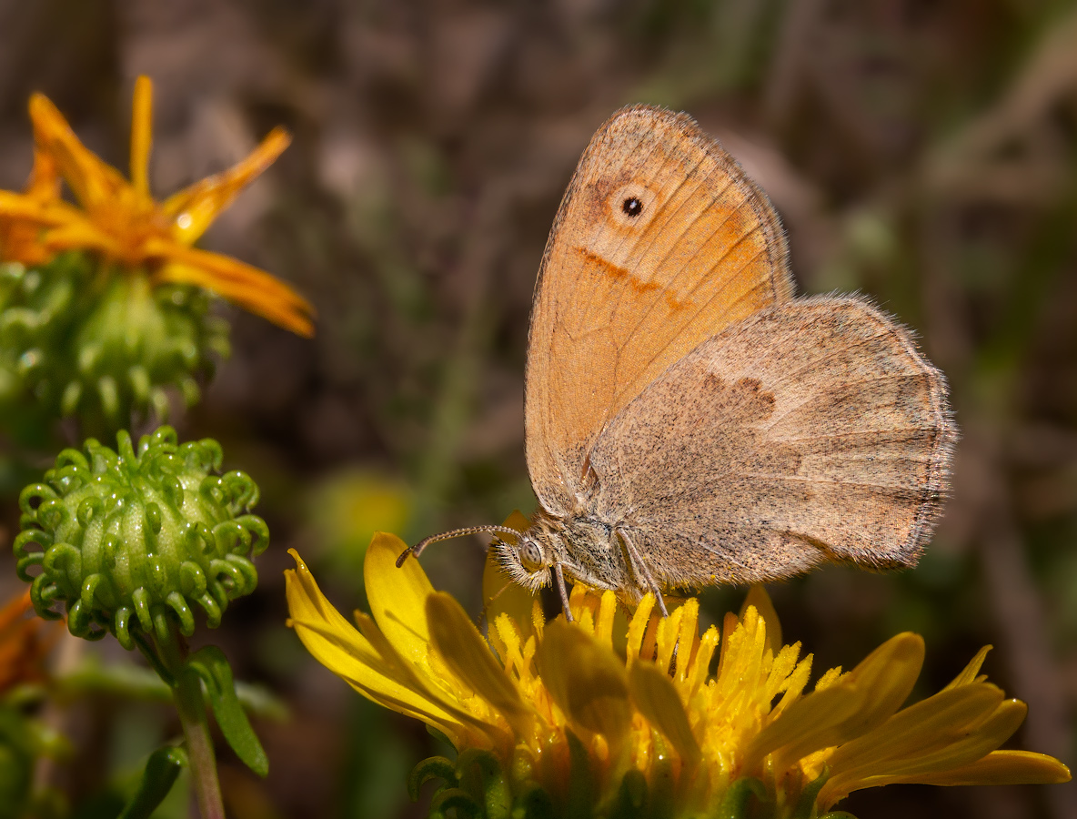 photo "***" tags: macro and close-up, butterfly