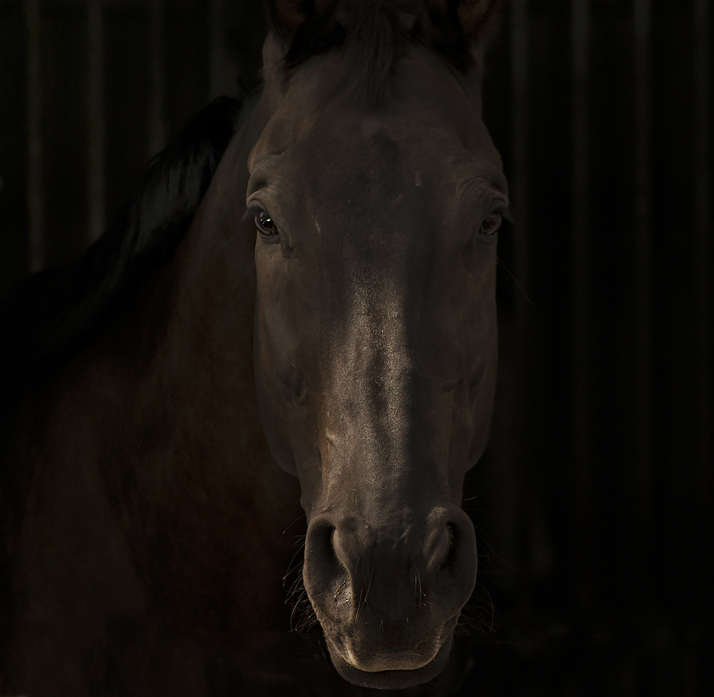 фото "Портрет лошади" метки: портрет, природа, разное, животные, кони, лошади