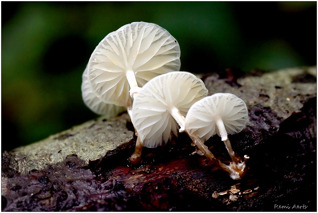 photo "***" tags: nature, macro and close-up, 