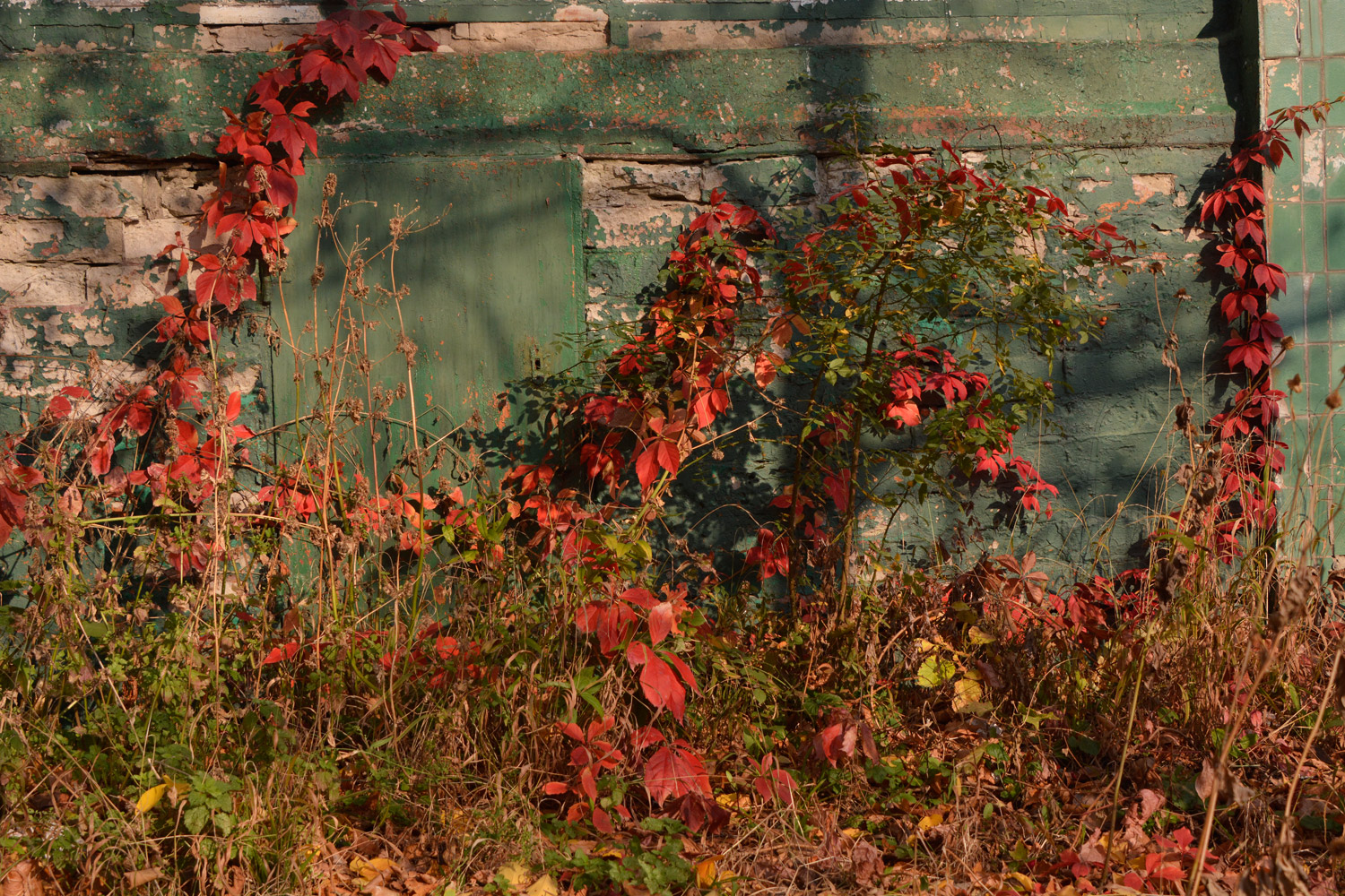 photo "***" tags: nature, autumn