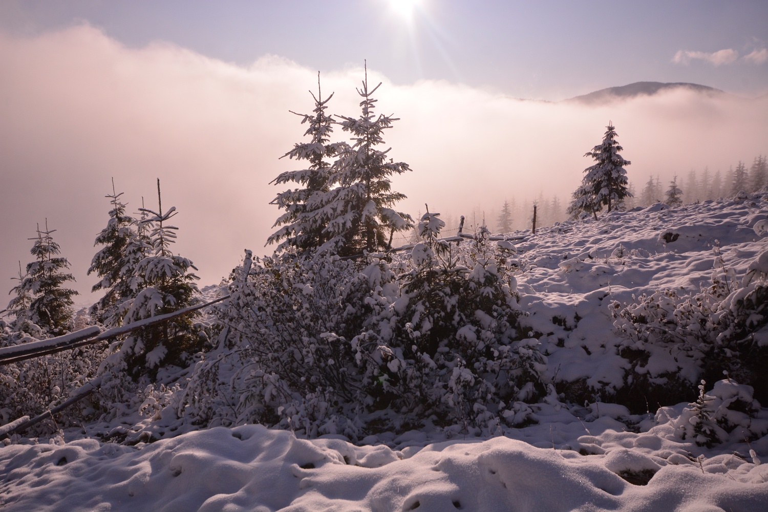 фото "Карпаты. Первый снег(1)." метки: пейзаж, Карпаты, Украина, горы, снег, утро. солнце