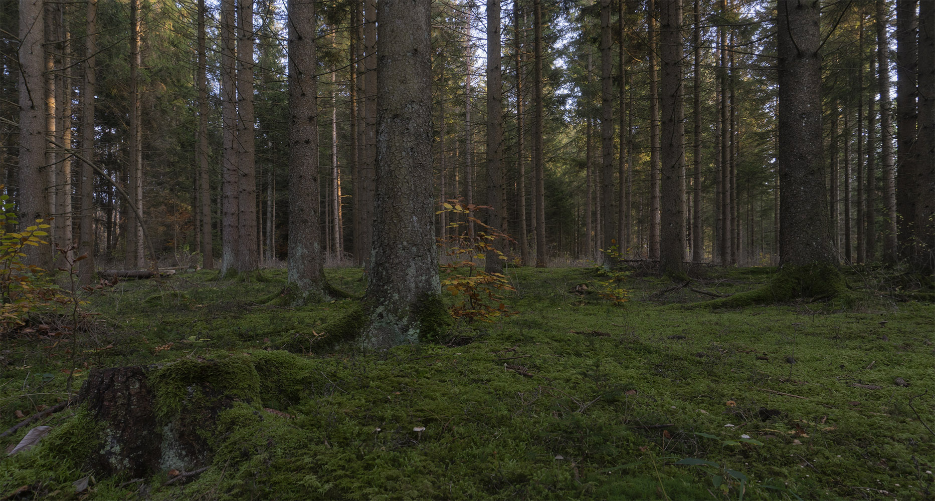 photo "***" tags: landscape, nature, Heidenheim, autumn, forest