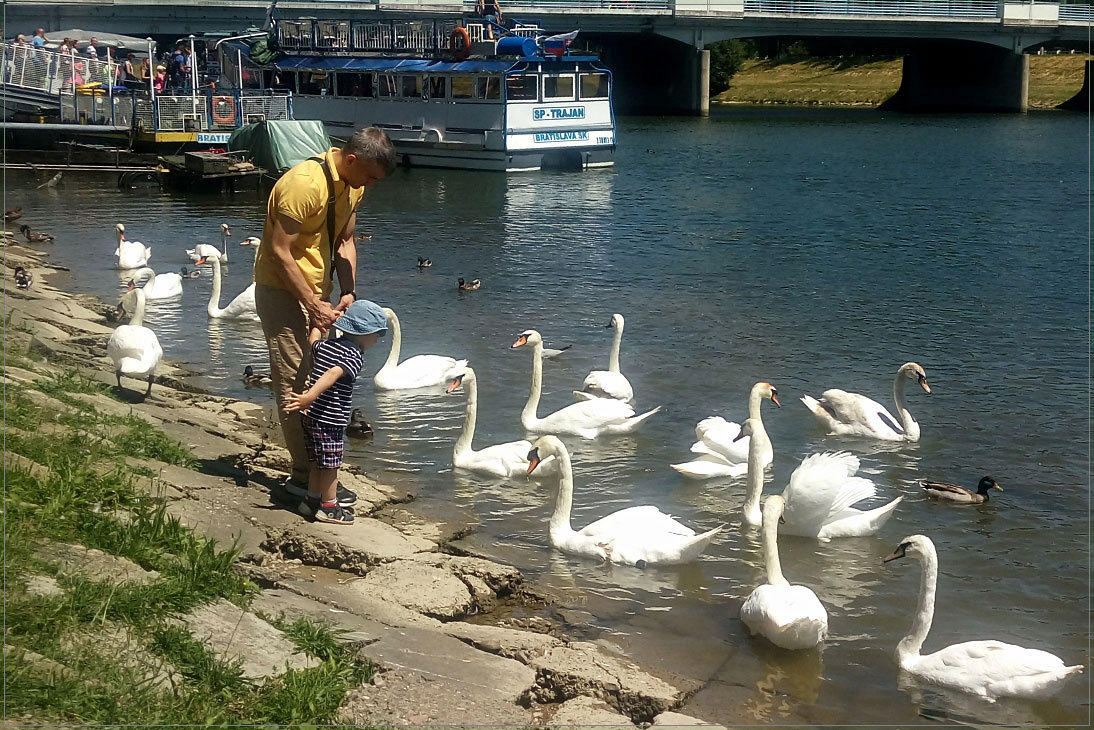 photo "***" tags: genre, street, children, river, лебеди