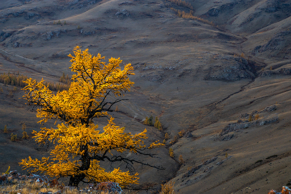 photo "***" tags: landscape, travel, autumn, Алтай, лиственница