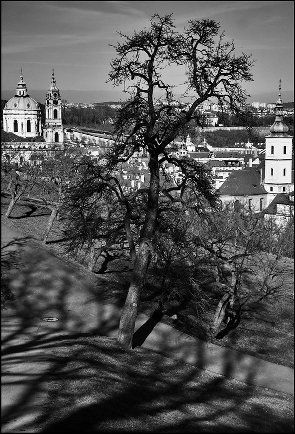 photo "Дерево и башни" tags: black&white, Prag, Prague, Praha