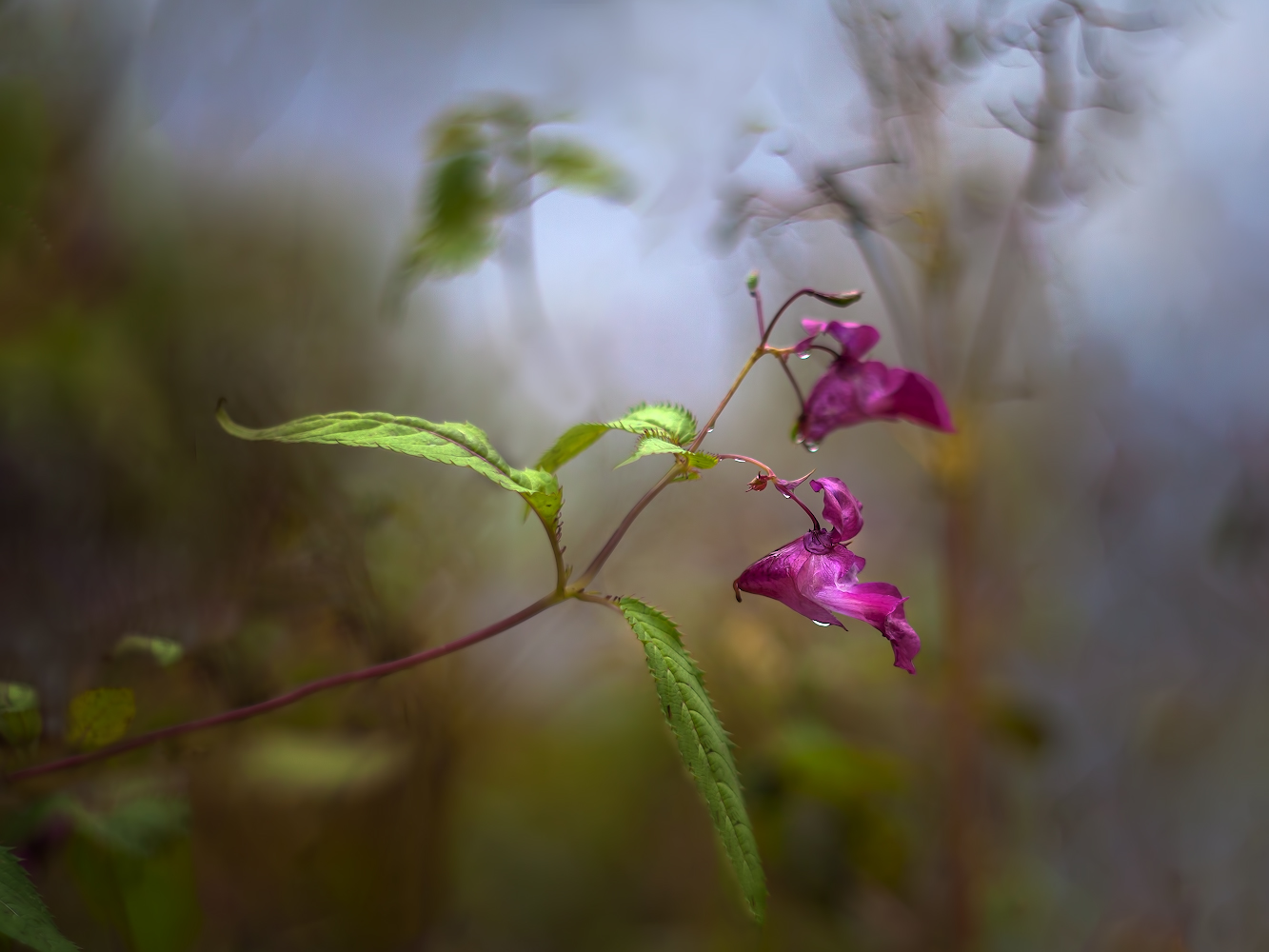 photo "***" tags: macro and close-up, 