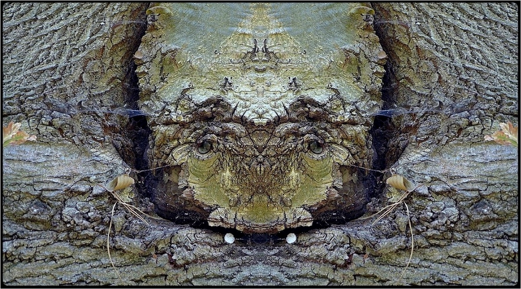 photo "der verschlafene - the sleepy one" tags: digital art, nature, macro and close-up, bark, close-up, mirror, tree