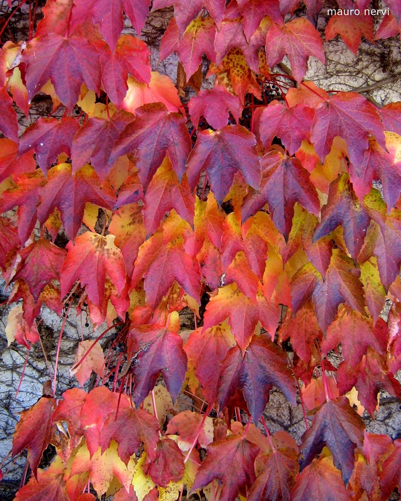 photo "colours of season" tags: nature, 