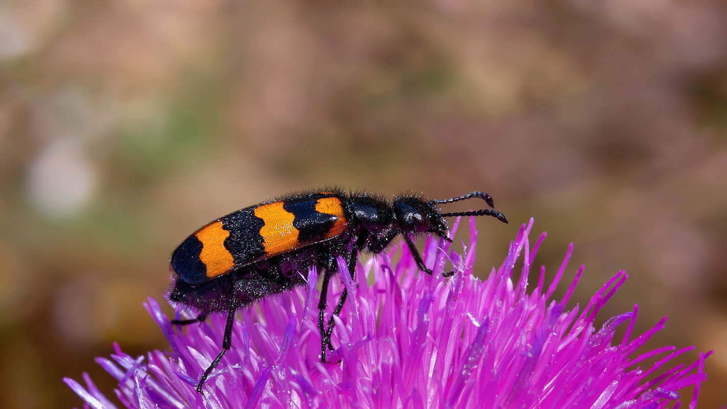 photo "***" tags: macro and close-up, 