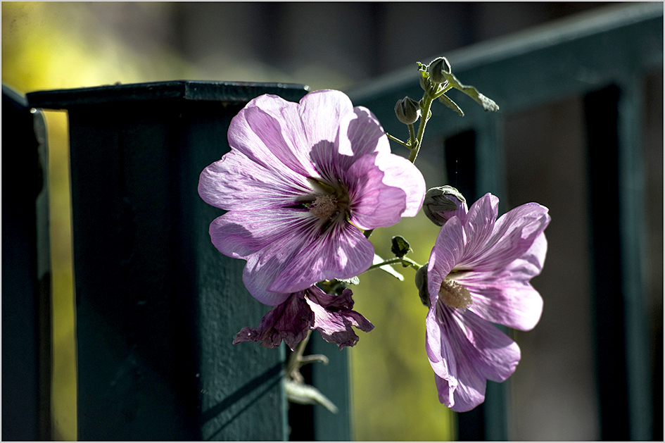 photo "***" tags: macro and close-up, misc., nature, 