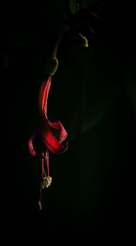 photo "***" tags: macro and close-up, Minolta 100/2, flowers, макро