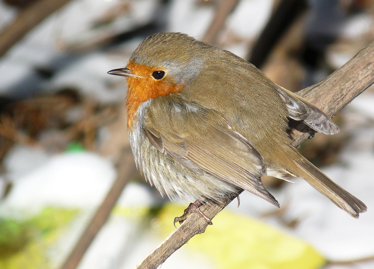 photo "***" tags: macro and close-up, wild animals