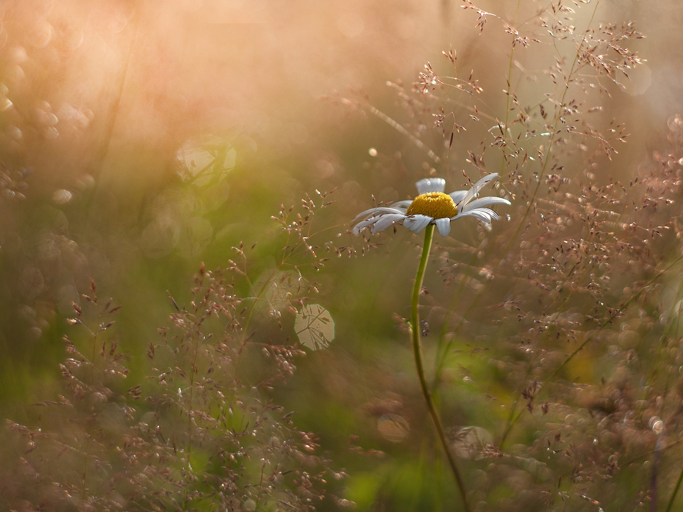 photo "***" tags: macro and close-up, nature, 