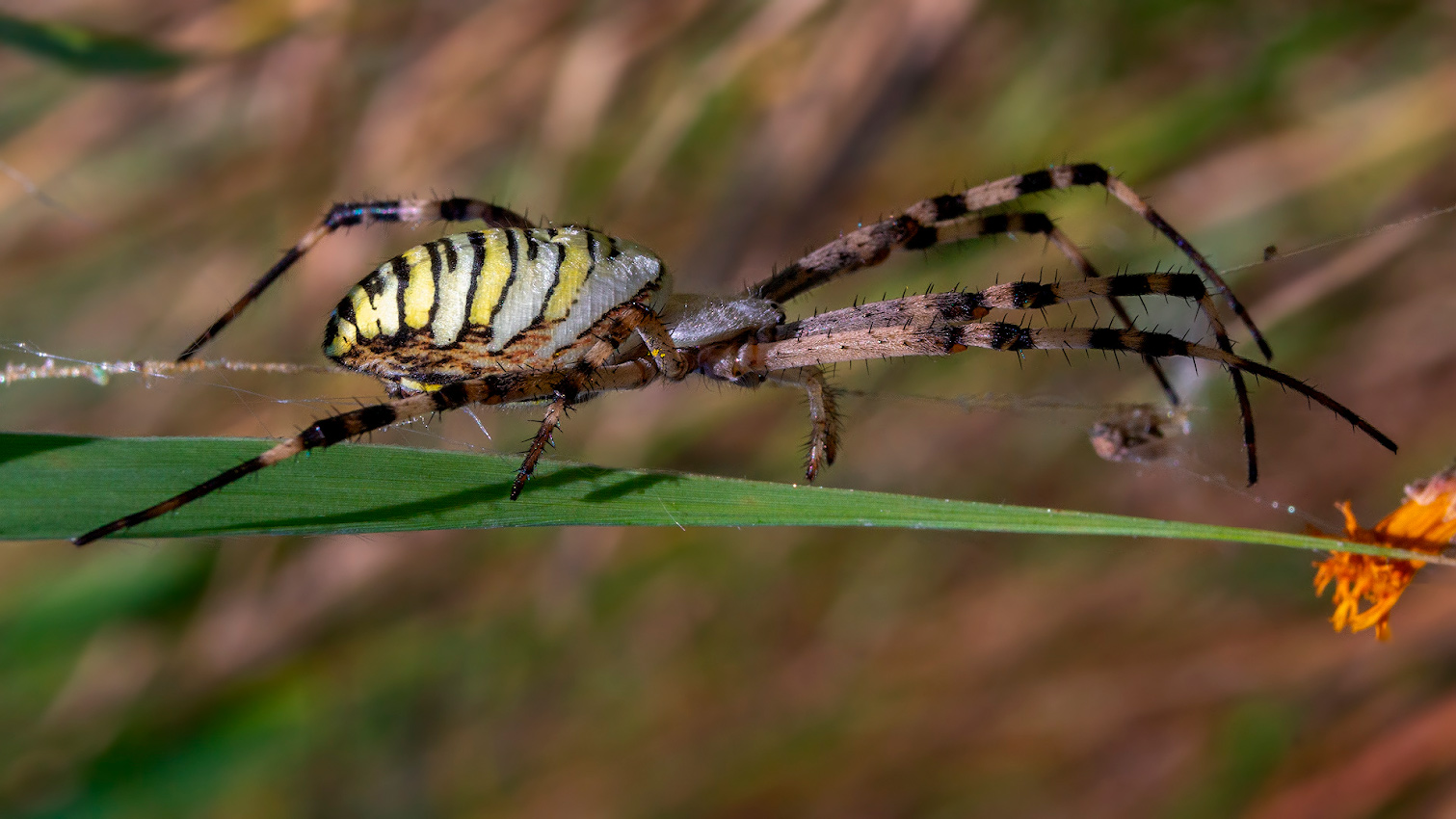 photo "***" tags: macro and close-up, 