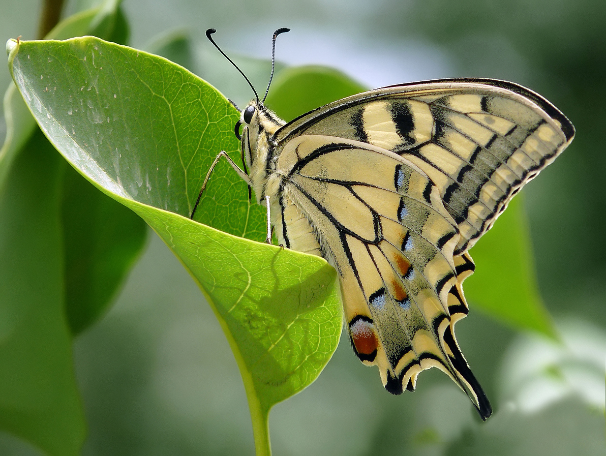 photo "***" tags: macro and close-up, insect