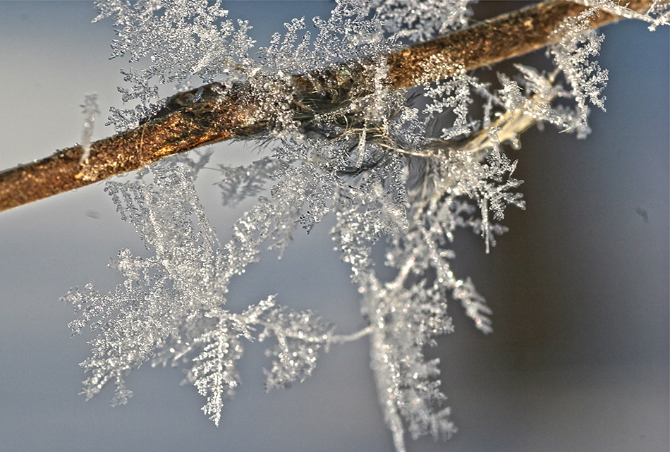 фото "Rime" метки: природа, макро и крупный план, 