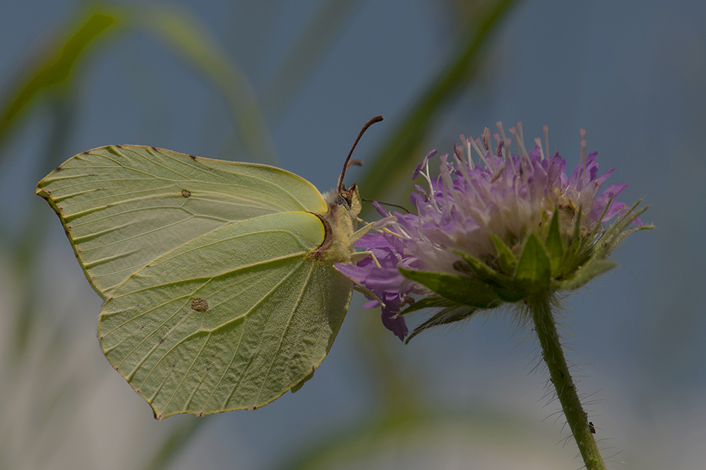 photo "***" tags: macro and close-up, бабочки