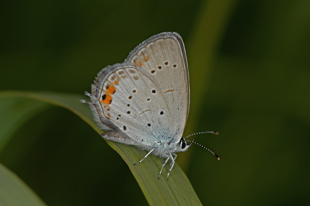 photo "***" tags: macro and close-up, бабочки