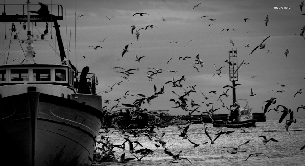 photo "boat and seagulls" tags: black&white, 