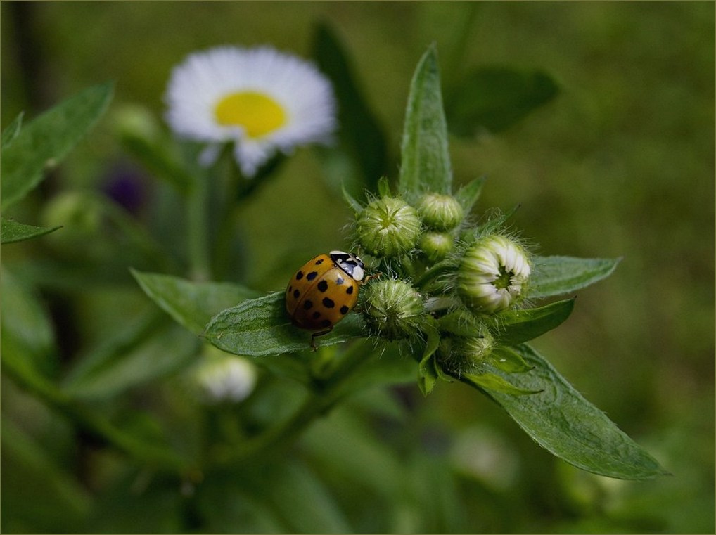 photo "***" tags: macro and close-up, 