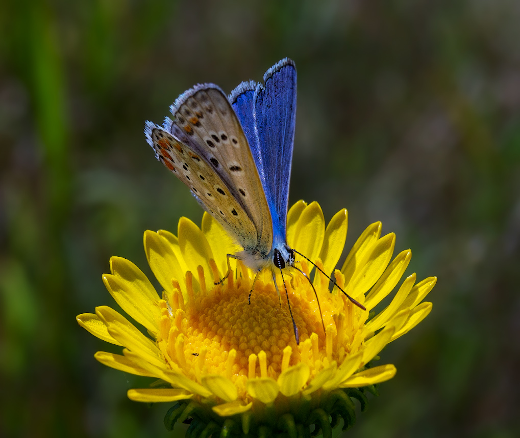 photo "***" tags: macro and close-up, butterfly, голубянка