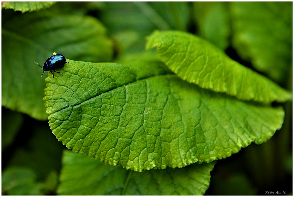 photo "***" tags: nature, macro and close-up, 