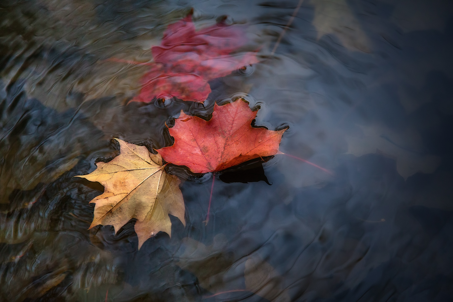 photo "***" tags: nature, macro and close-up, 