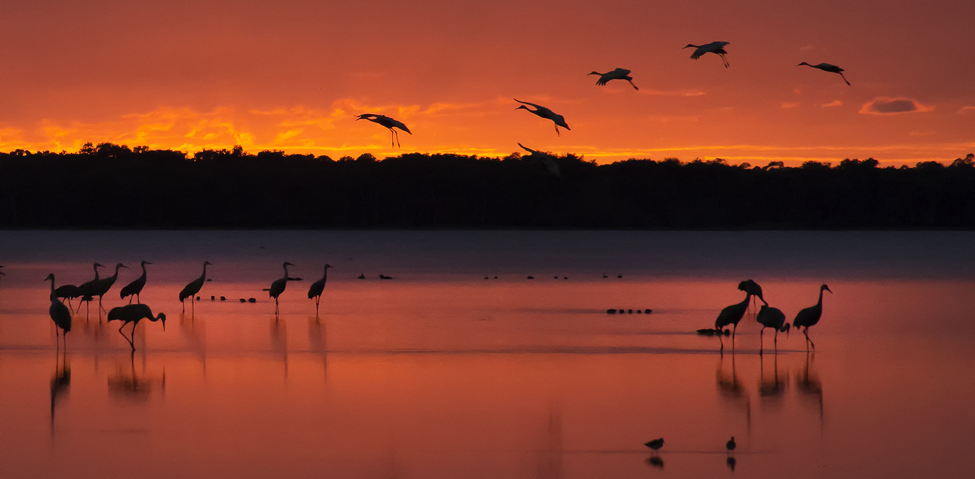 photo "Sunset arrival" tags: landscape, panoramic, birds, reflections, sandhill cranes, sunset, water, wild animals