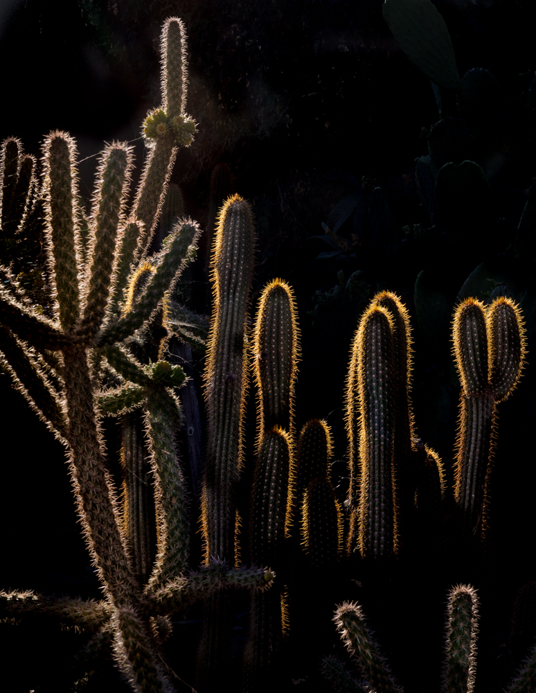 photo "Зимой темнеет рано" tags: macro and close-up, nature, кактусы