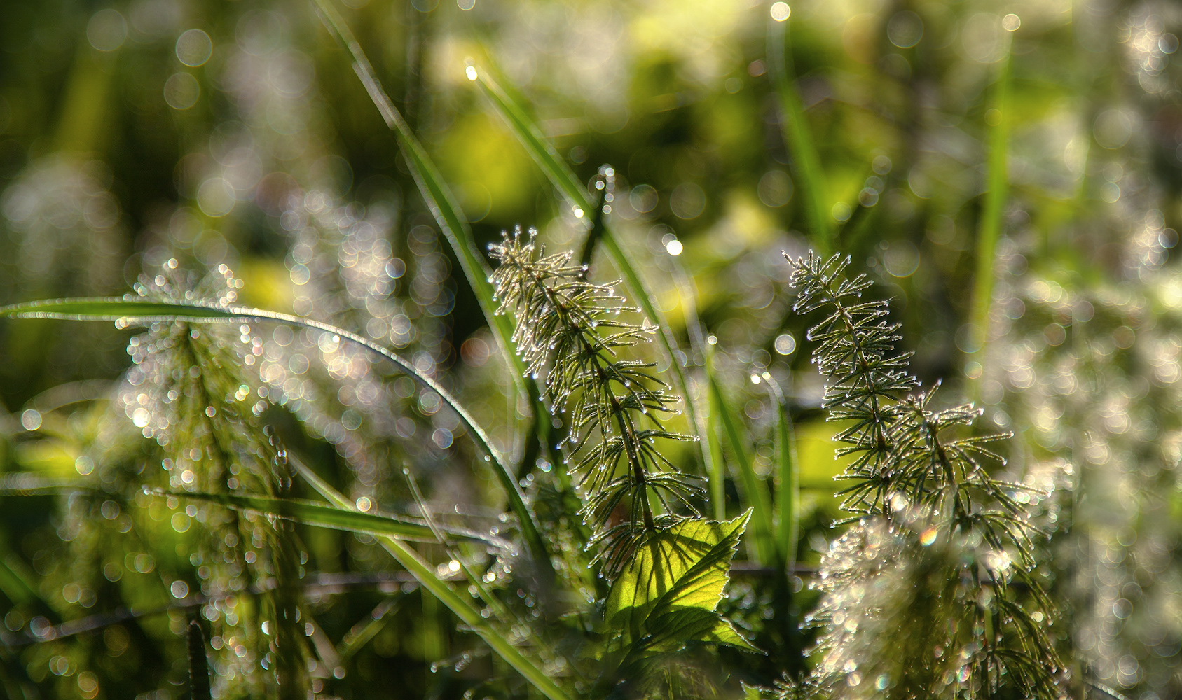 photo "***" tags: macro and close-up, nature, 