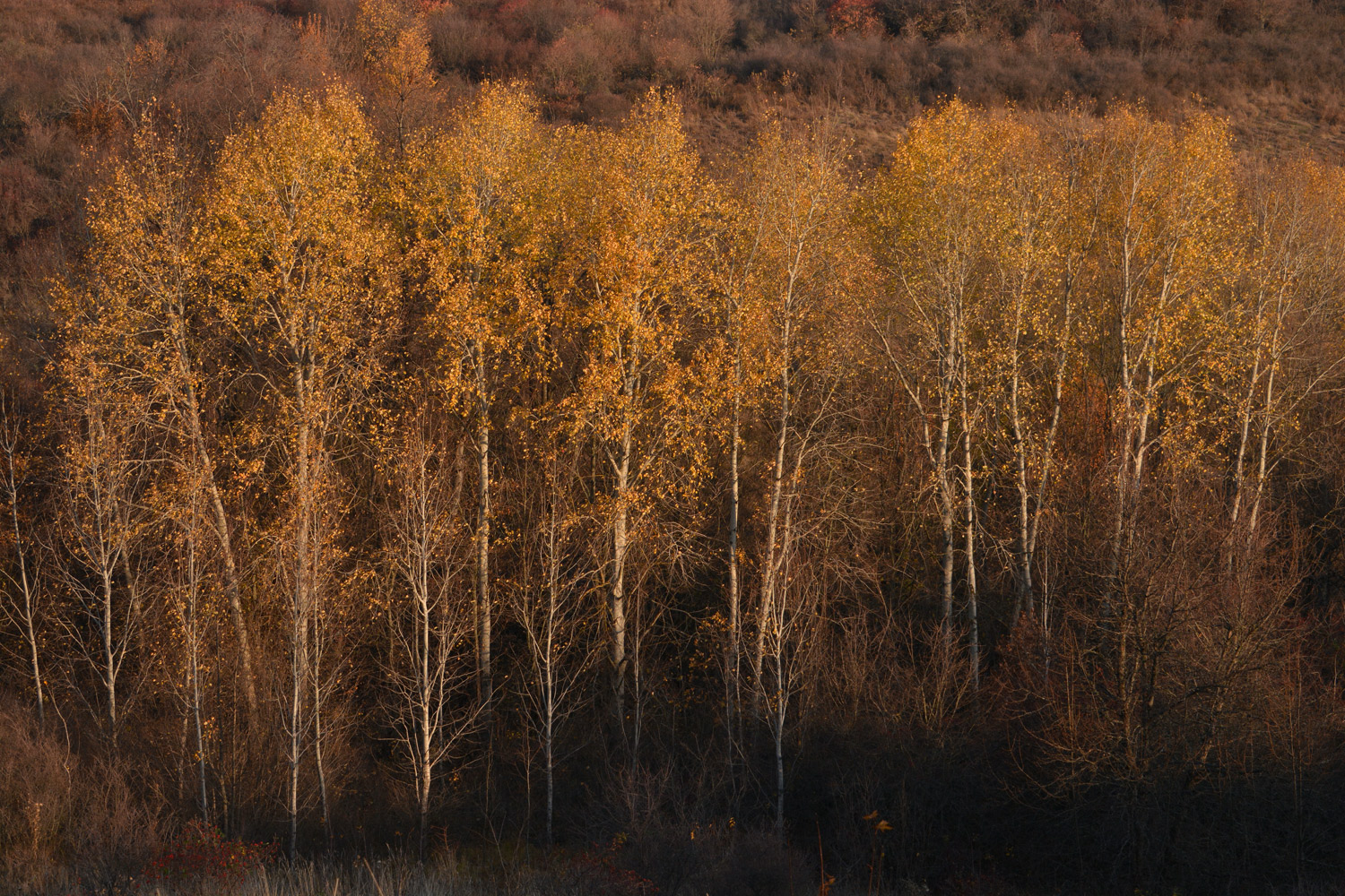 photo "***" tags: landscape, autumn, birches, листопад, роща