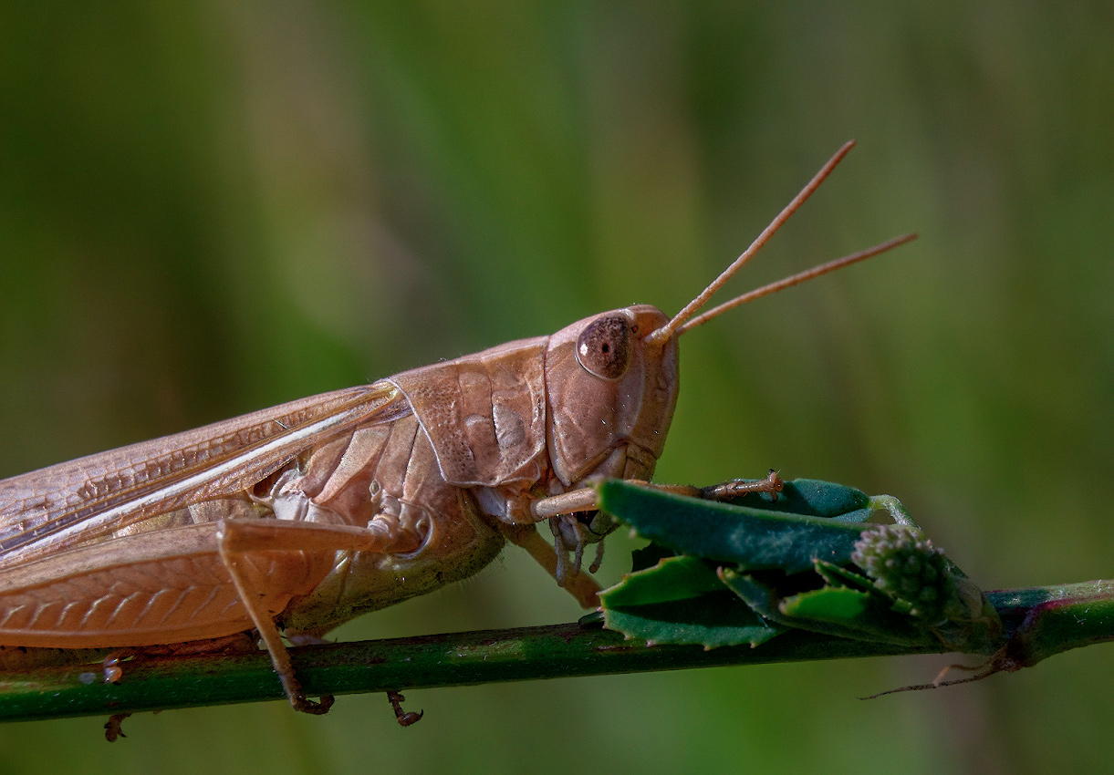 photo "***" tags: macro and close-up, 