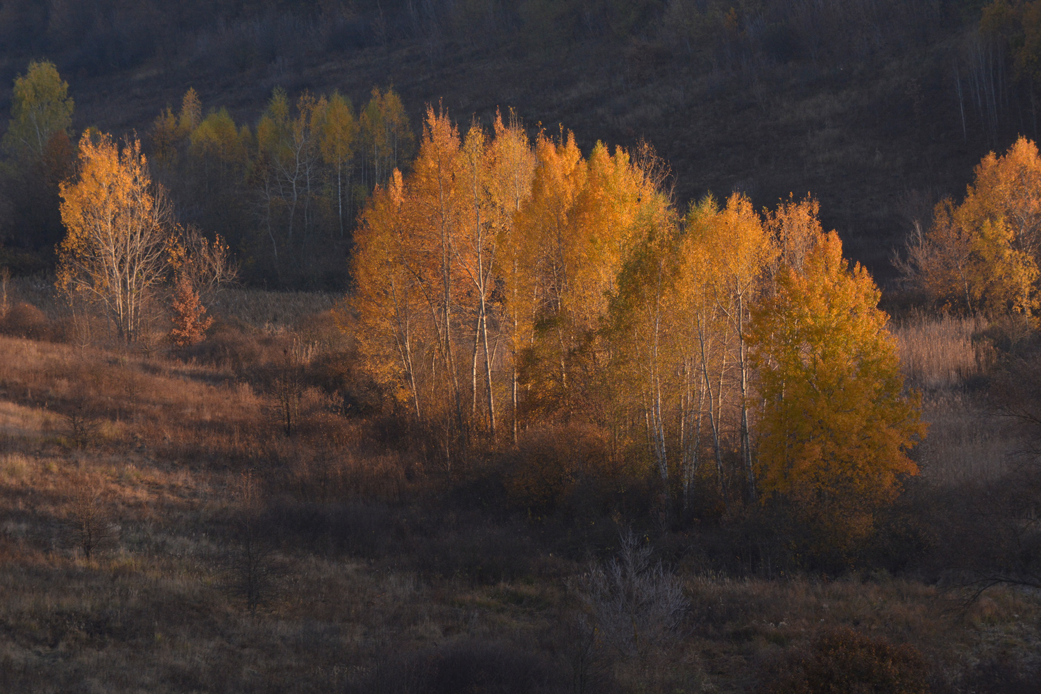 photo "***" tags: landscape, autumn, birches, sunset, роща