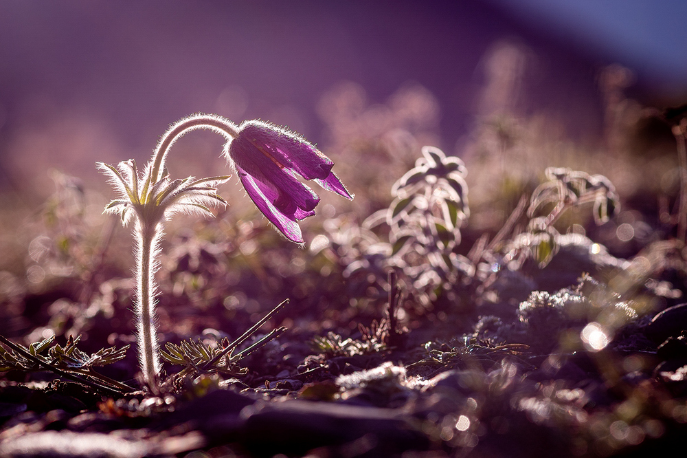 photo "***" tags: macro and close-up, 