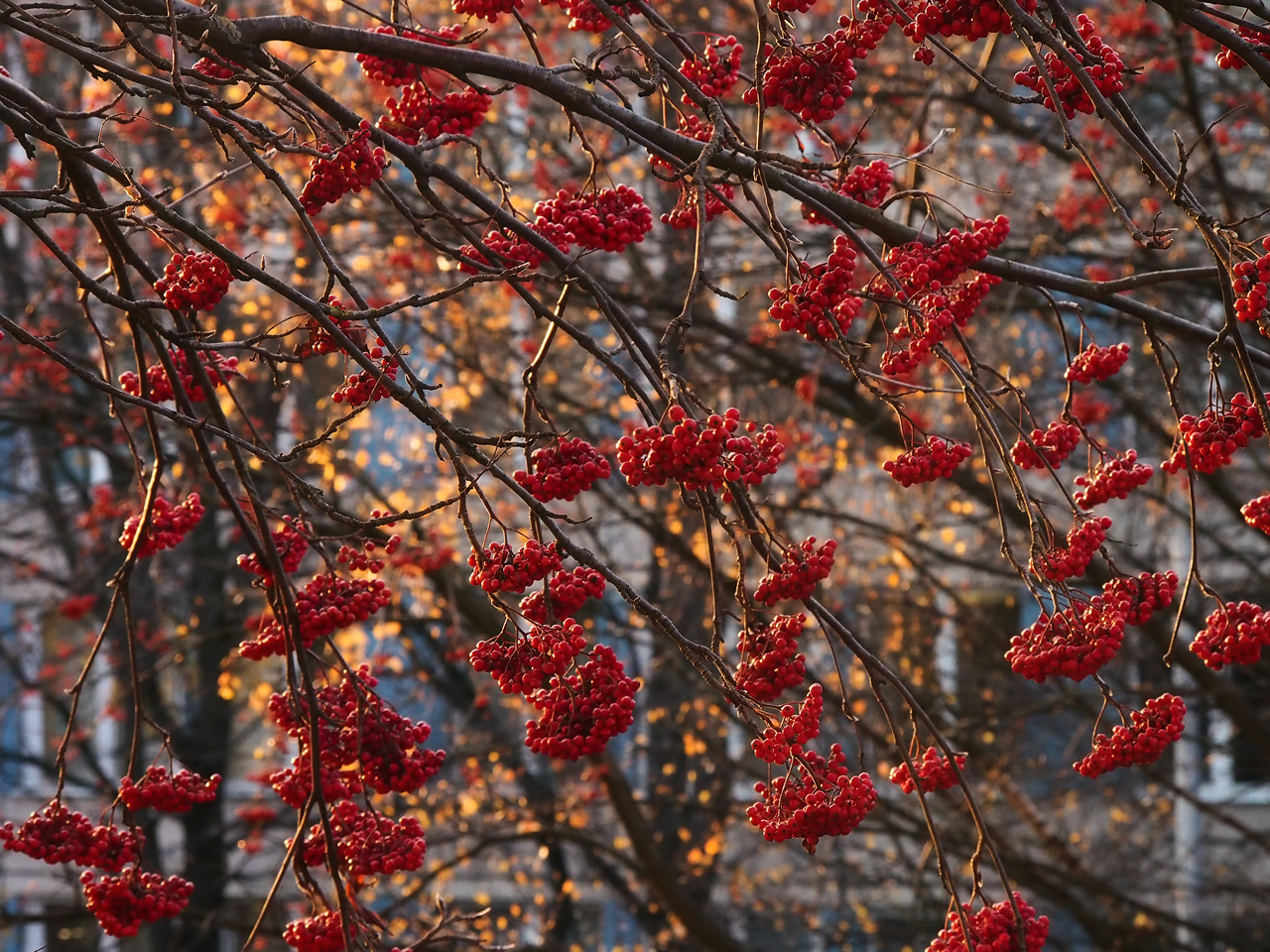 photo "***" tags: nature, autumn, рябина